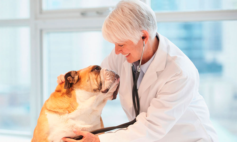 ¿Cómo identificar si tu perro tiene un mal cardiaco?