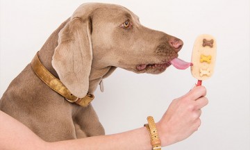 ¿Qué alimento sí o no puedo compartir con mi perro?