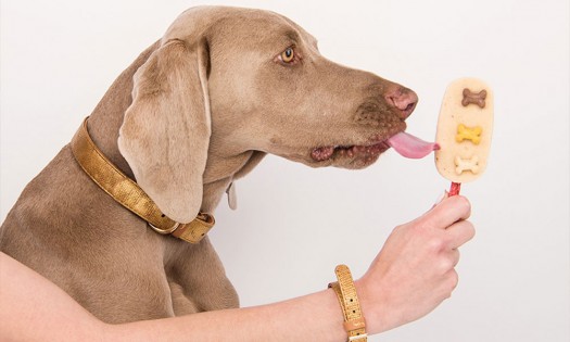 ¿Qué alimento sí o no puedo compartir con mi perro?