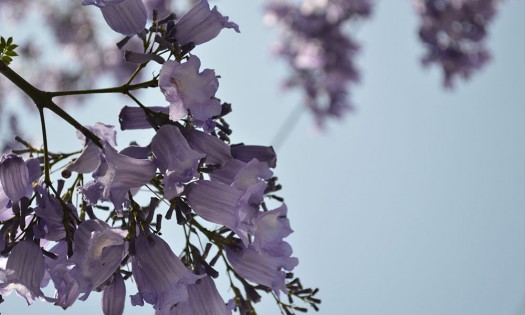 Embellecen jacarandas a Puebla