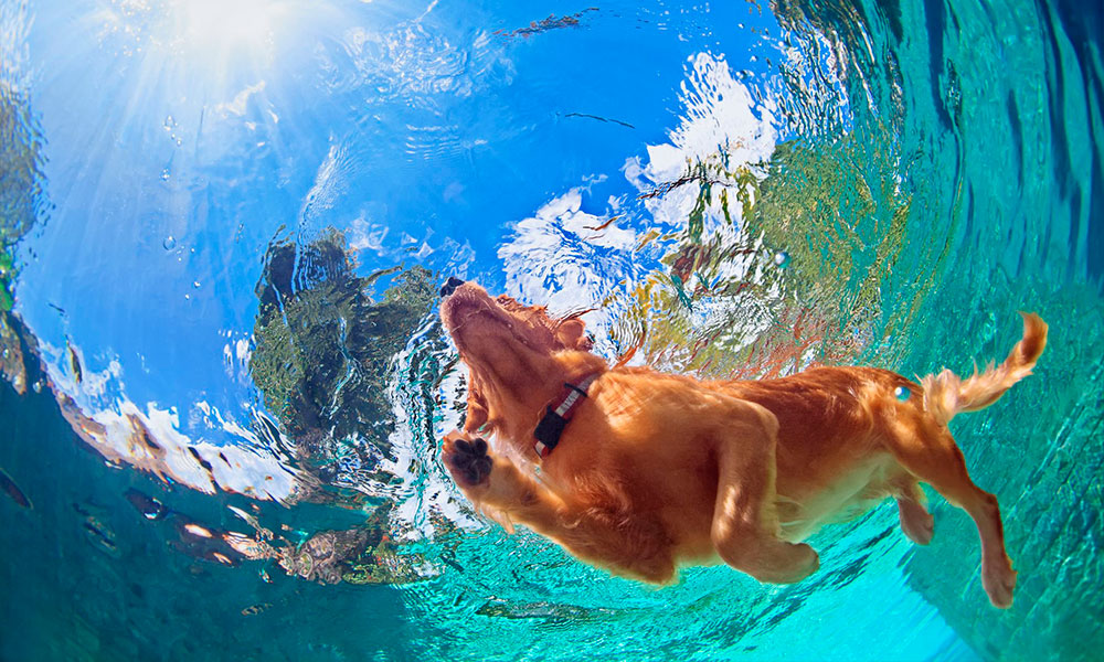 Beneficios de la natación en mascotas