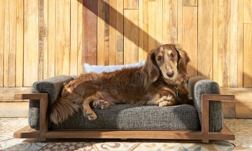 Envidiable la vida de perro