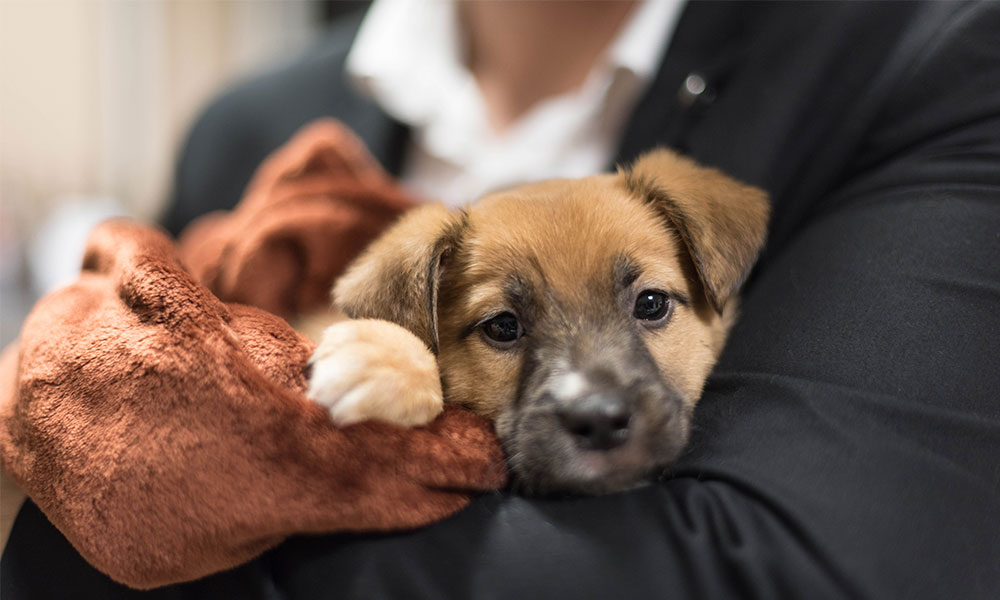 The Doger Café, Un café y un cachorrito ¡por favor!