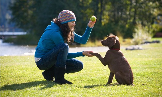 Trucos para enseñarle a tu perro