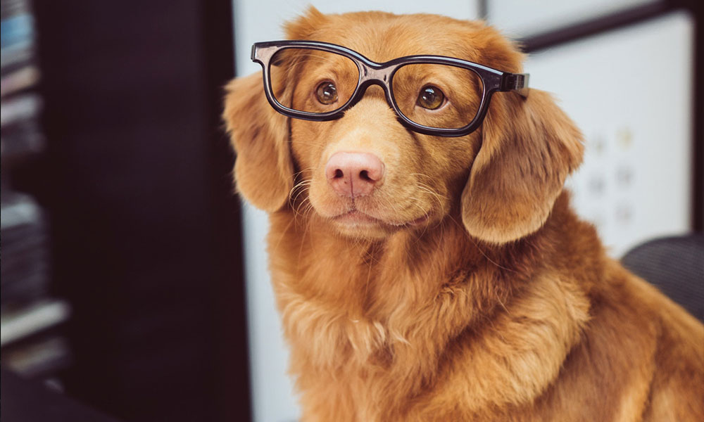 Ventajas de las escuelas para perros