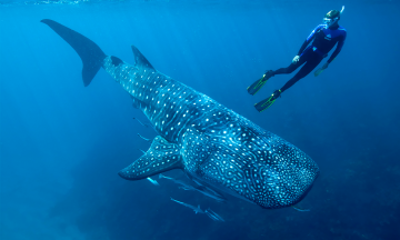 Festival del tiburón ballena