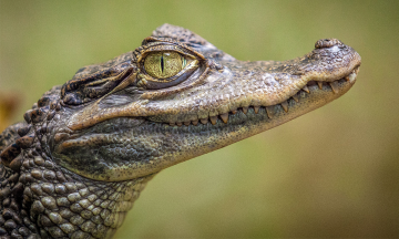 Animales que son prohibidos en ciertos lugares