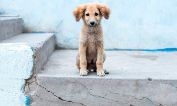 Consejos para ayudar a un animal sin hogar