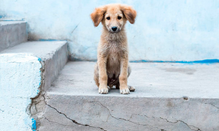 Consejos para ayudar a un animal sin hogar