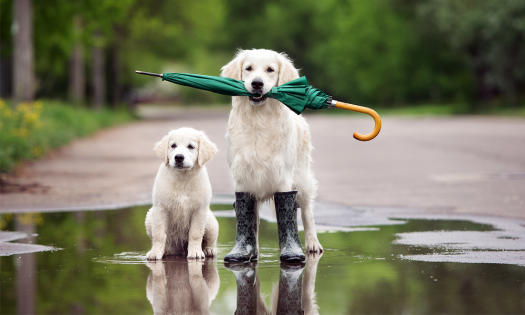 Afecciones que puede contraer tu mascota en época de lluvias