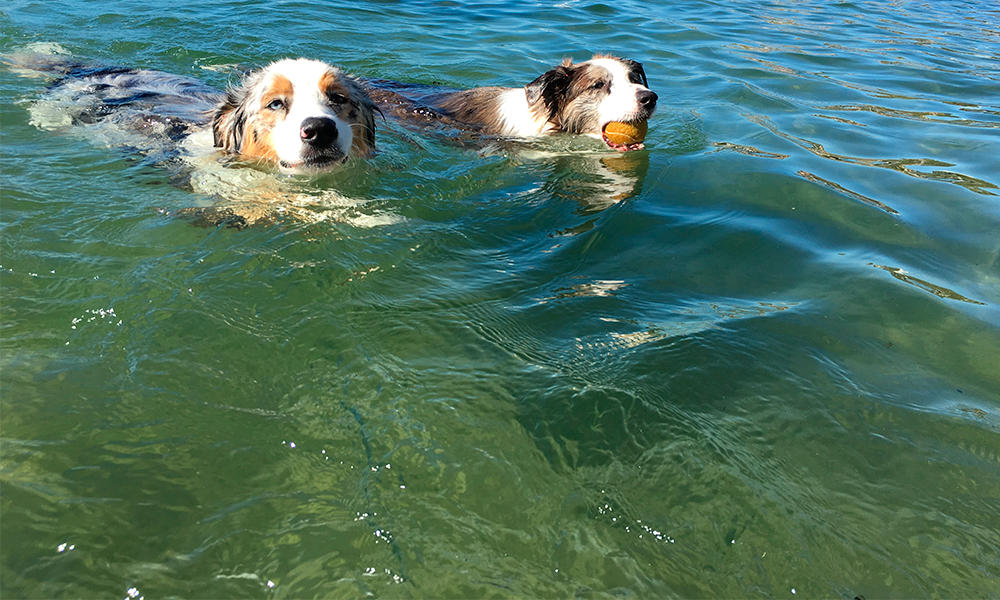 Cómo proteger a tu perro de las inundaciones