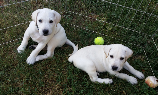 Clonación de mascotas; datos sobre esta práctica