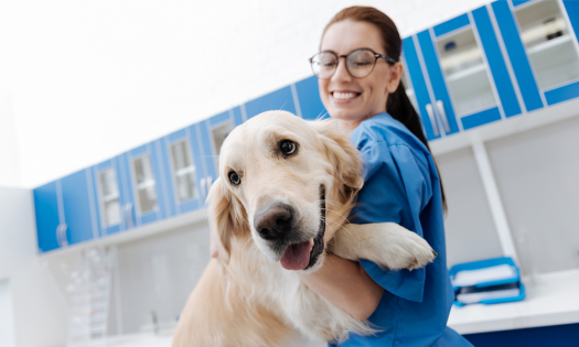 ¿Cómo elegir un buen veterinario?