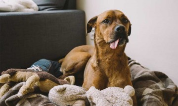 Cuida y mima a tu perro después de  una cirugía