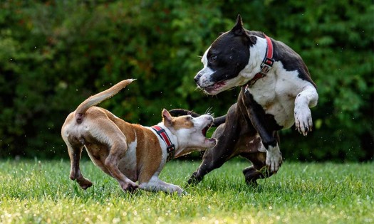 Primero están tú y tu cachorro ¡Que no le de rabia!