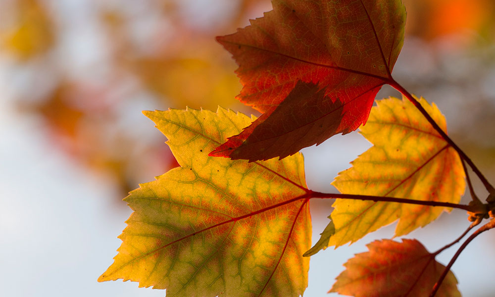 Cuida tu jardín durante otoño