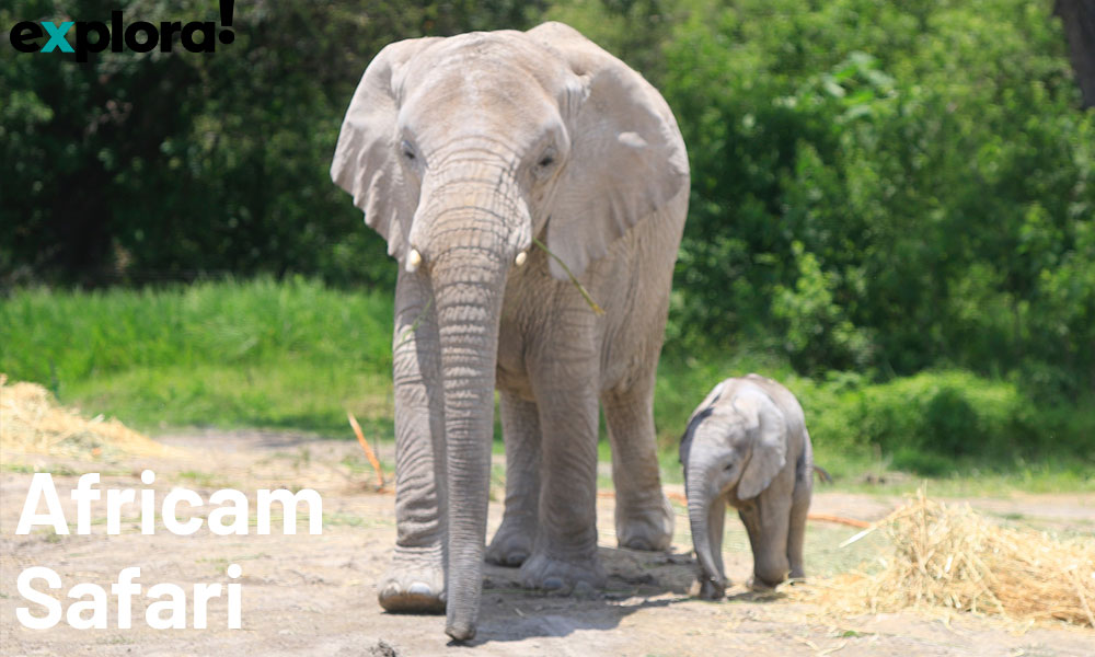 Africam Safari, el paraíso más cercano de Puebla