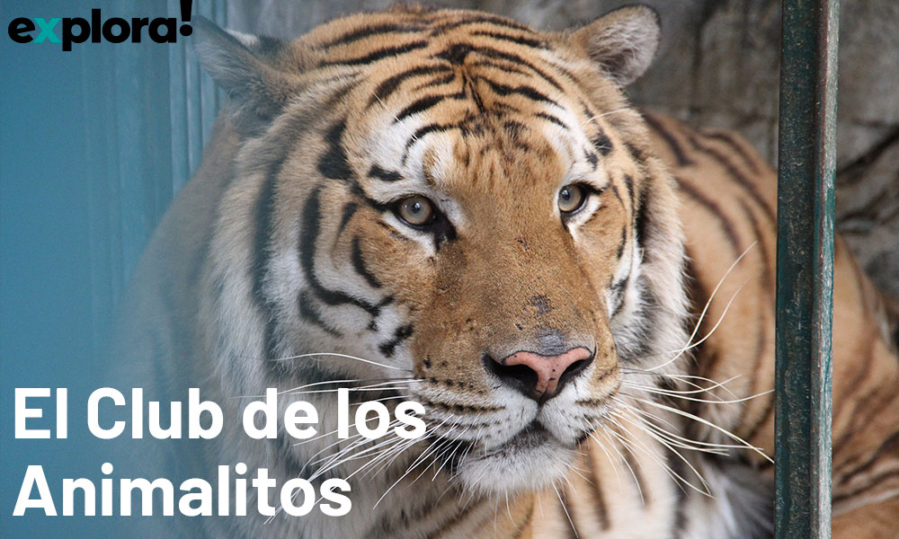 El Club de los Animalitos, santuario de felinos en Tehuacán