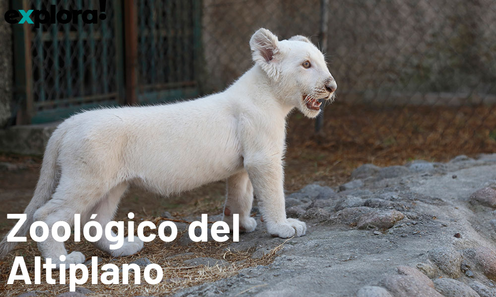 Zoológico del Altiplano, un zoo cerca de Puebla