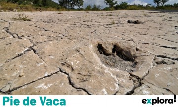 Pie de Vaca, el desierto de los fósiles en Puebla