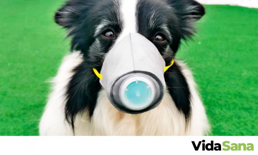¿Mi mascota se puede contagiar de coronavirus?