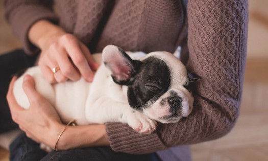 Cuida la salud de tu familia y mascotas 