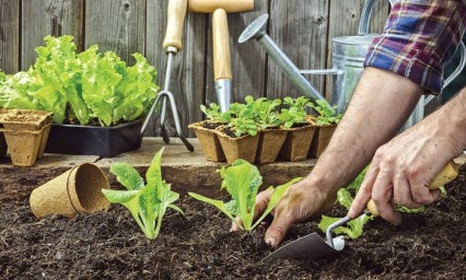 Plantas que puedes cosechar rápidamente