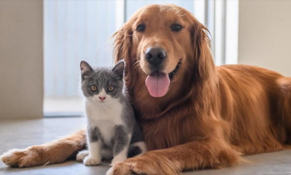 Mascotas: tus mejores aliados en tiempos de coronavirus