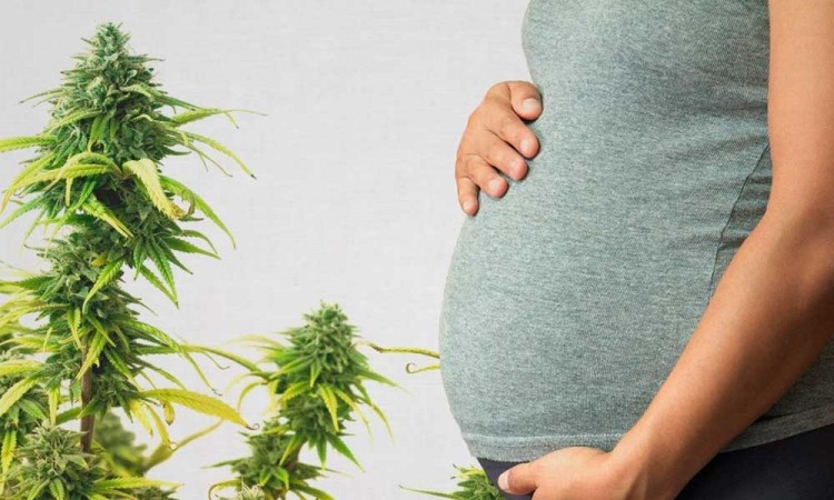 Marihuana podría afectar fertilidad femenina