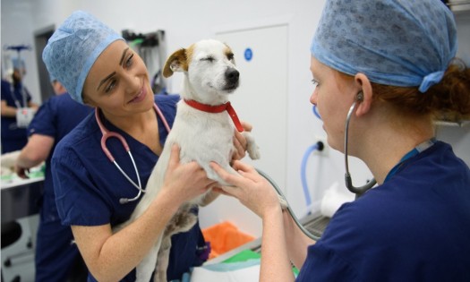 ¿Qué hacer en caso de necesitar atención médica para mi mascota?