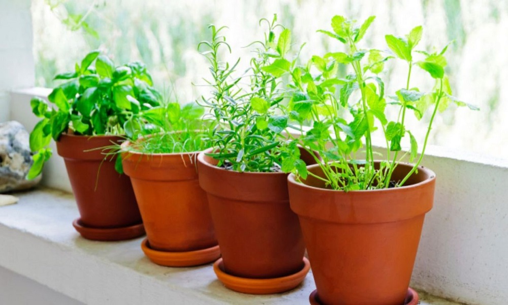 Crea tu huerto de plantas aromáticas 