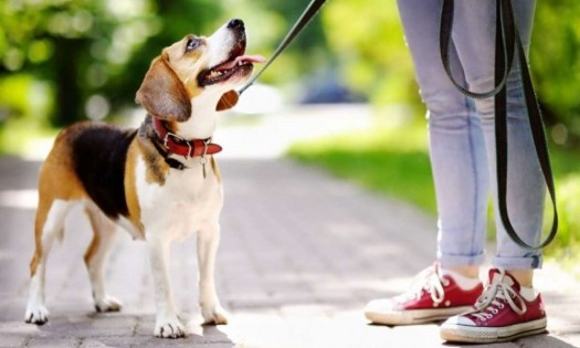 ¿Cómo quitarle el mal olor a mi perro sin bañarlo?