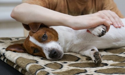 Técnicas para relajar a tu mascota 