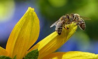 ¿Cuántos tipos de abejas existen?