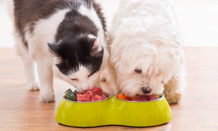 Cuidados en la alimentación de tu mascota durante contingencia 