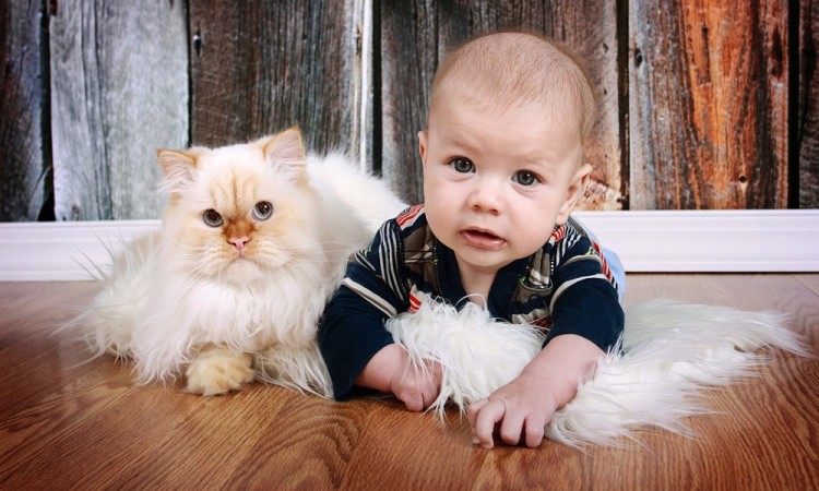 ¿Qué raza de gato es ideal para convivir con un niño?
