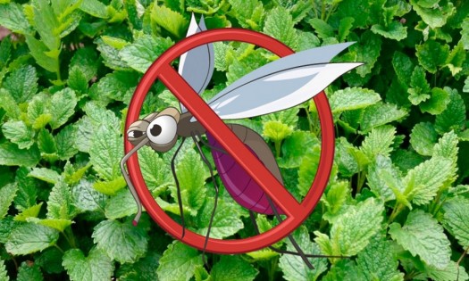 Cinco plantas repelentes de insectos