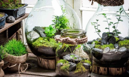 ¿Cómo hacer un terrario en casa? 