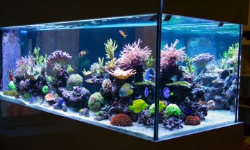 ¿Cómo decorar un acuario?