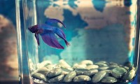 Tipos de pez para tener en casa
