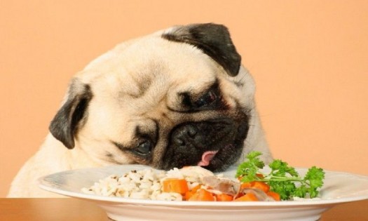 Alternativas caseras para cambiar la alimentación de tu perro 