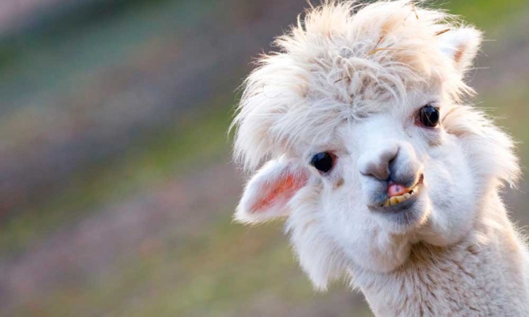 ¡Las alpacas pueden ser la salvación! El anticuerpo de este animal combate las variantes brasileña, británica y sudafricana