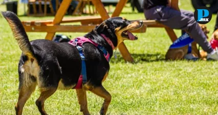 Adopta Fest Puebla ofrecer&aacute; 200 vacunas gratis para mascotas este domingo