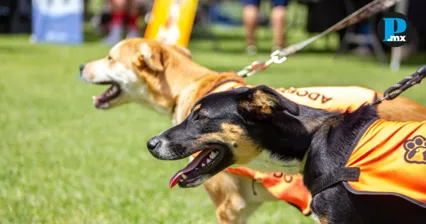 Adopta Fest impulsa la adopci&oacute;n responsable de mascotas en Puebla