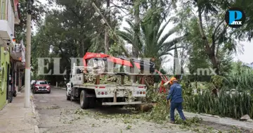 Puebla capital realiza 5 mil dict&aacute;menes de &aacute;rboles en 2026; alistan retiro en la Ju&aacute;rez