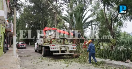 Puebla capital realiza 5 mil dict&aacute;menes de &aacute;rboles en 2026; alistan retiro en la Ju&aacute;rez