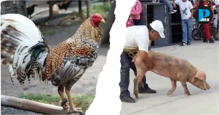 Amozoc frena Corta de Gallo y Cerdo Encebado; Ayuntamiento neg&oacute; permisos