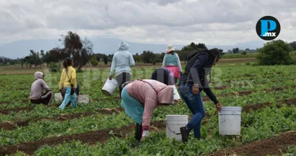 Puebla producir&aacute; m&aacute;s de 1.3 millones de toneladas de hortalizas en 2026; valor supera los 7 mil mdp