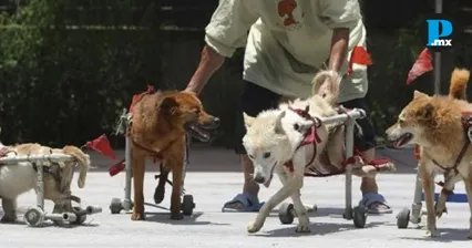 Puebla busca reconocer legalmente a rescatistas independientes de animales