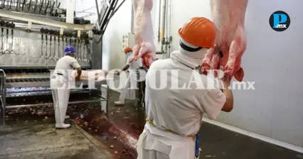Rastro Municipal de Puebla decomisa 504 animales no aptos para consumo humano